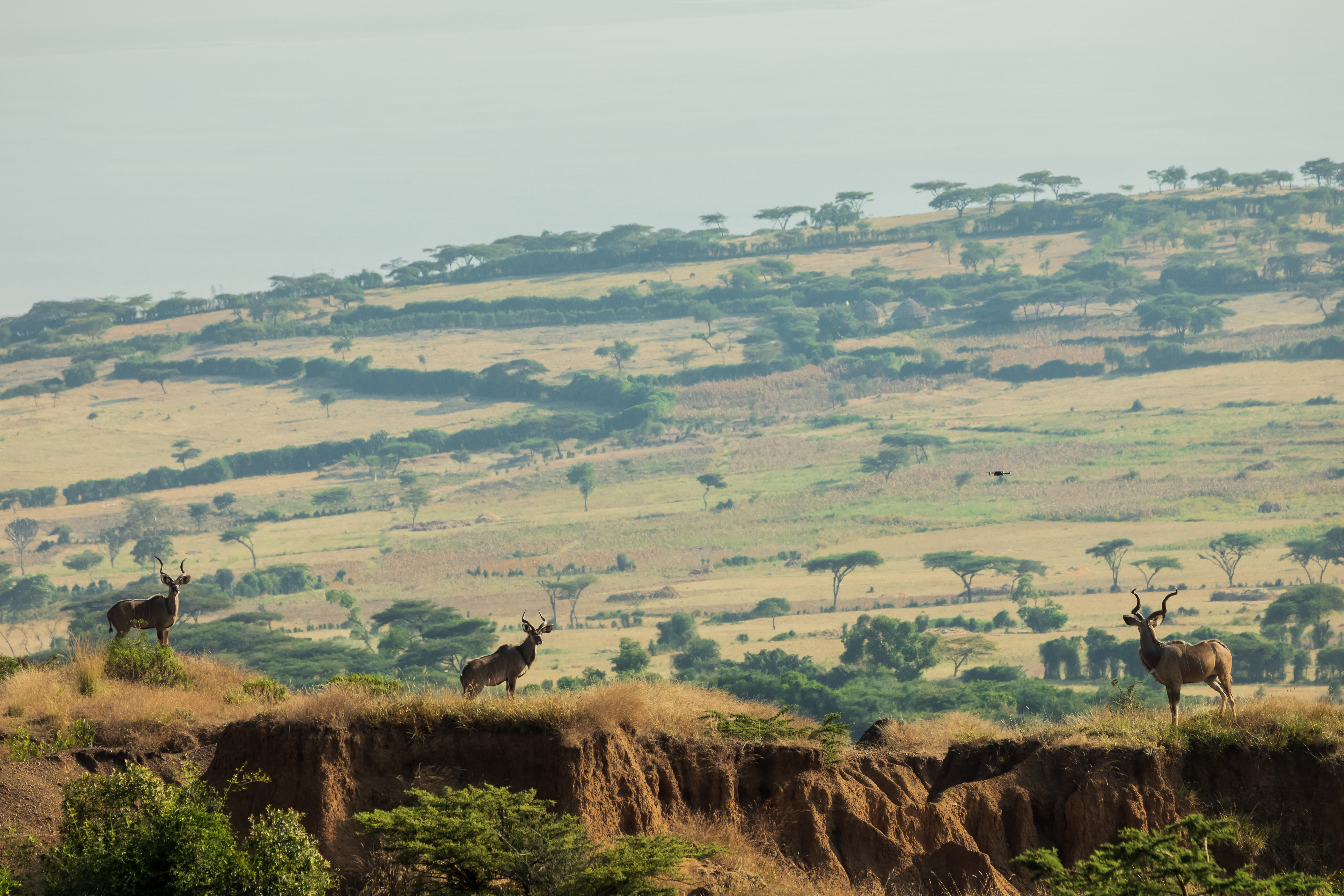 Debre Libanos Monastery